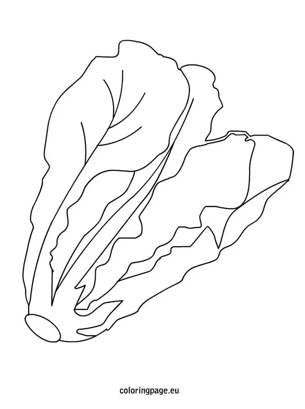 Lettuce – Coloring Page