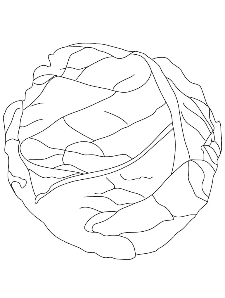 Lettuce Coloring Page at GetColorings.com | Free printable colorings