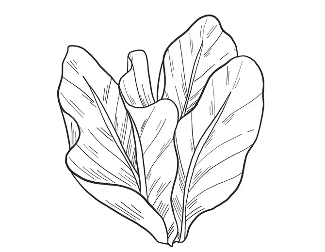 Lettuce coloring page