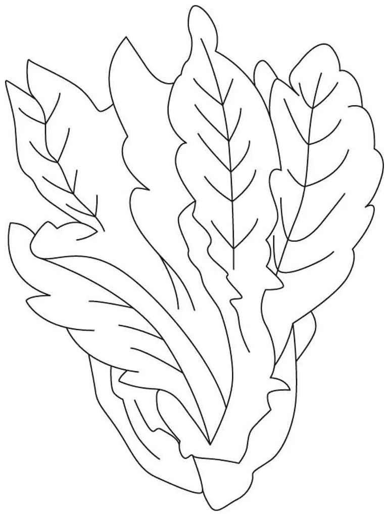 Lettuce coloring pages