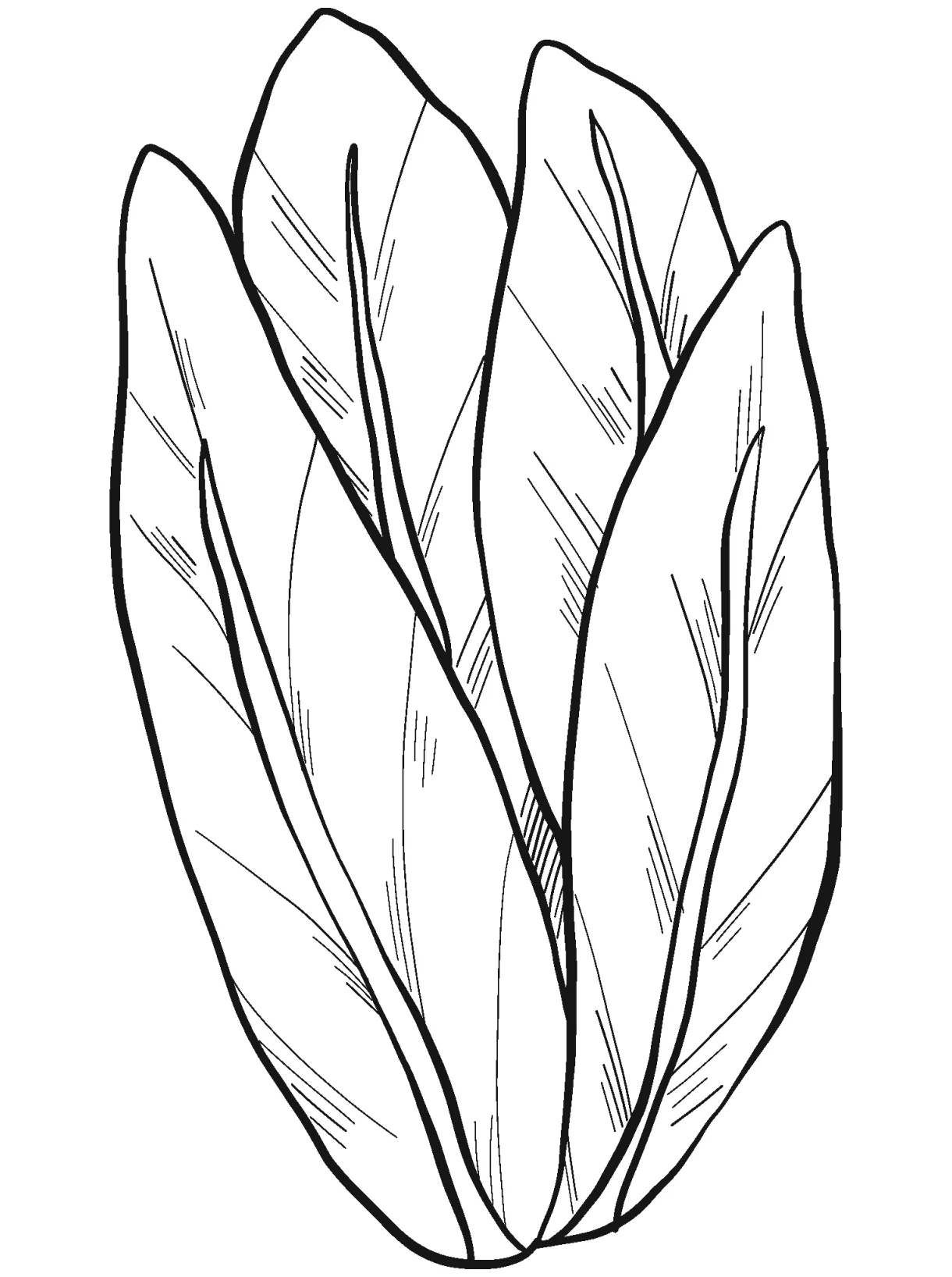 Lettuce coloring page - ColouringPages