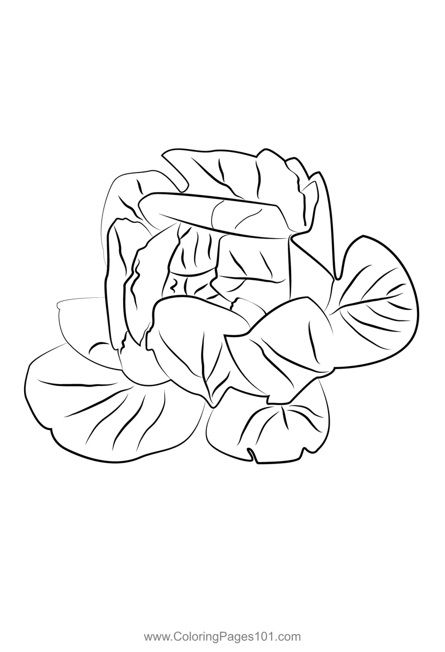 Lettuce 2 Coloring Page for Kids - Free Lettuce Printable Coloring