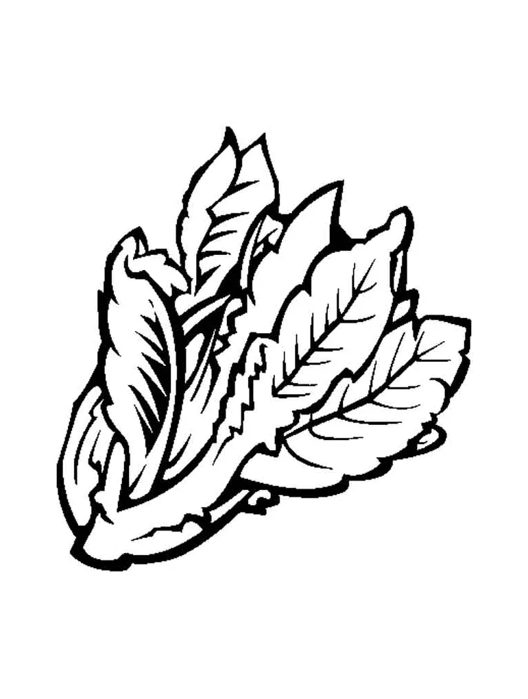 Lettuce coloring pages