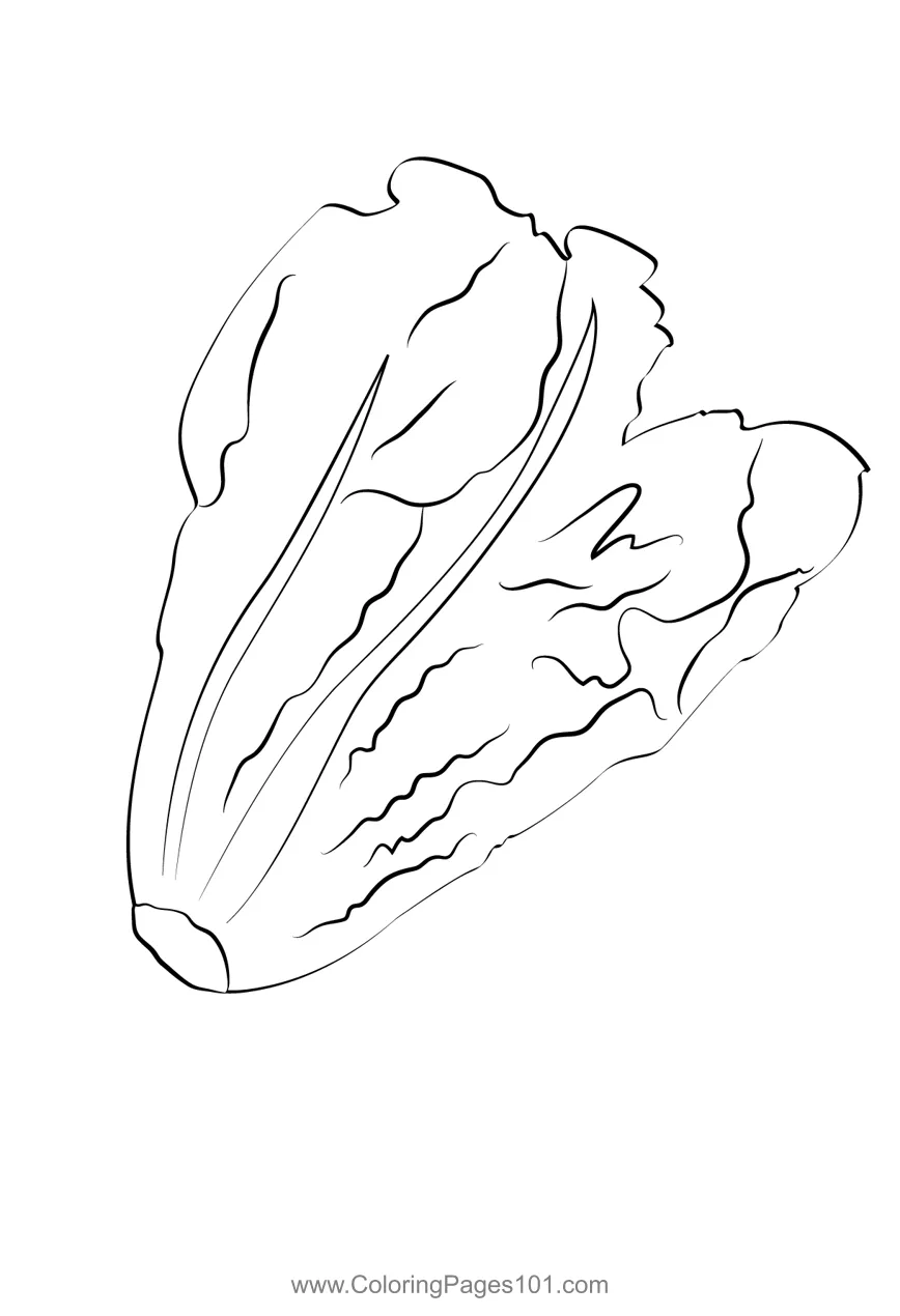 Lettuce 3 Coloring Page for Kids - Free Lettuce Printable Coloring