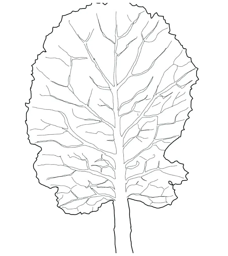 Lettuce Coloring Page at GetColorings.com | Free printable colorings