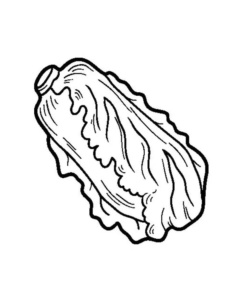 Lettuce coloring pages