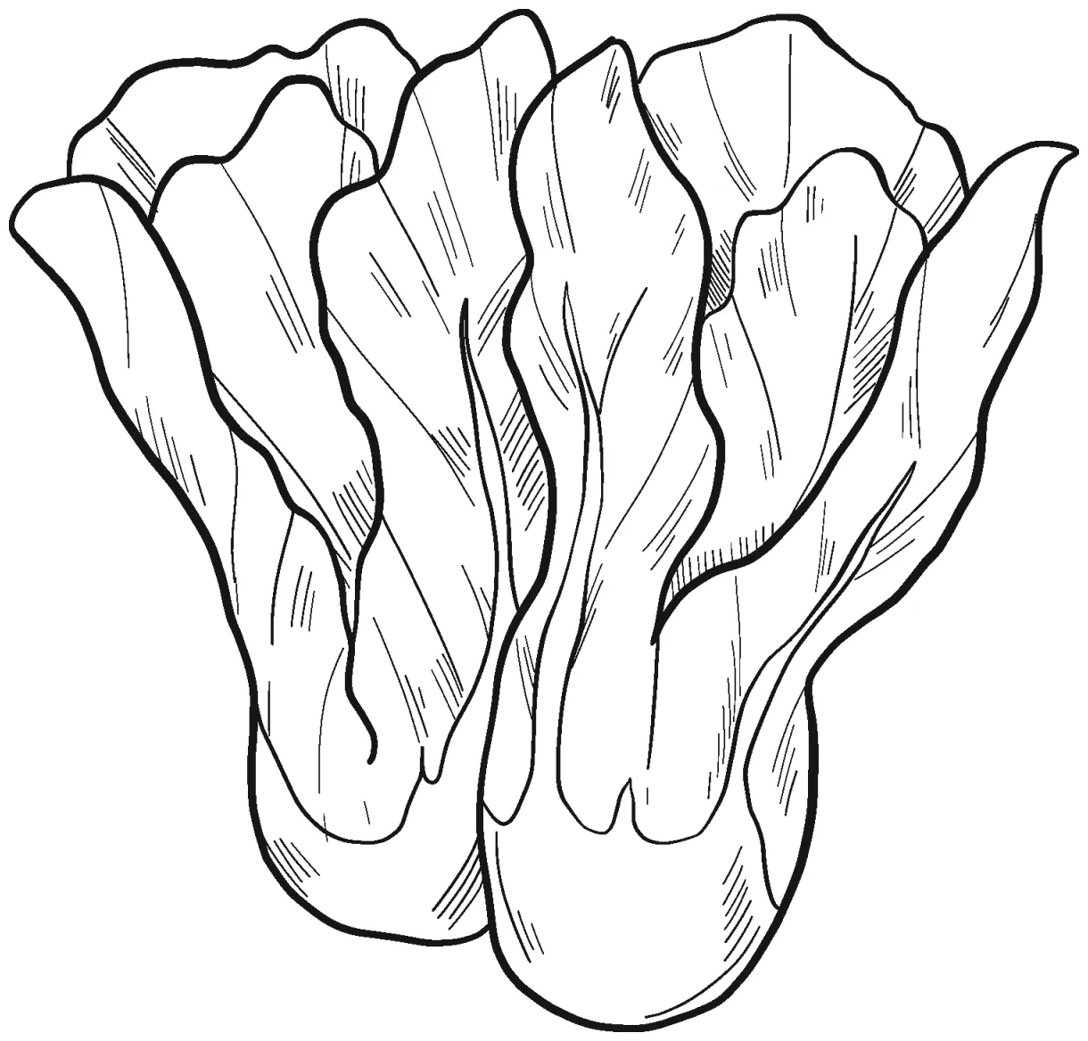 Lettuce coloring page - ColouringPages