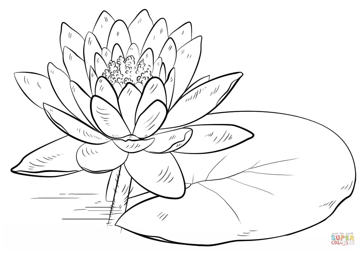 Lily Pad Coloring Page at GetColorings.com | Free printable colorings
