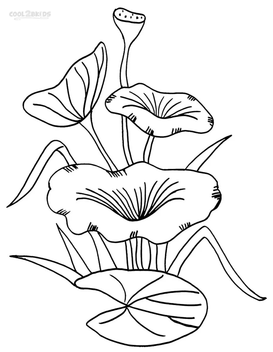 Printable Lily Pad Coloring Pages For Kids | Cool2bKids