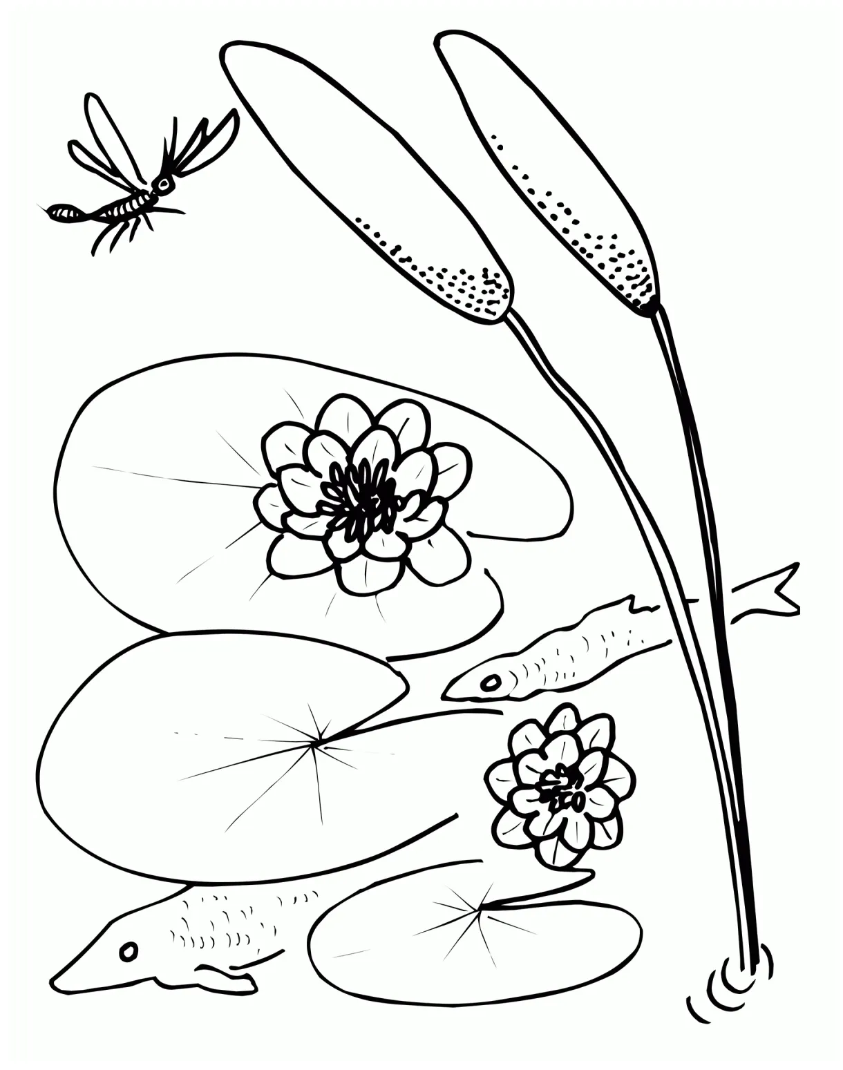 Lily Pad Coloring Page