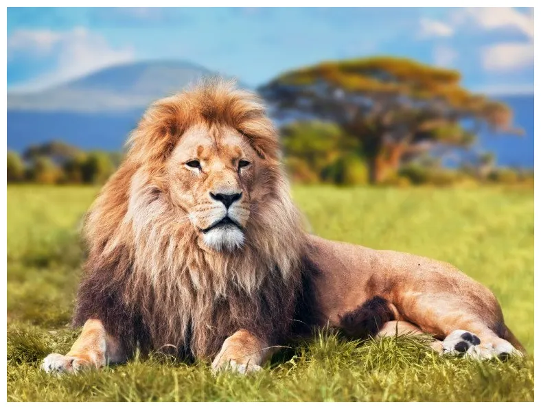 アフリカ・ボツワナでオスとメス両方の身体的特徴を持ったライオンが発見される！ letibee life