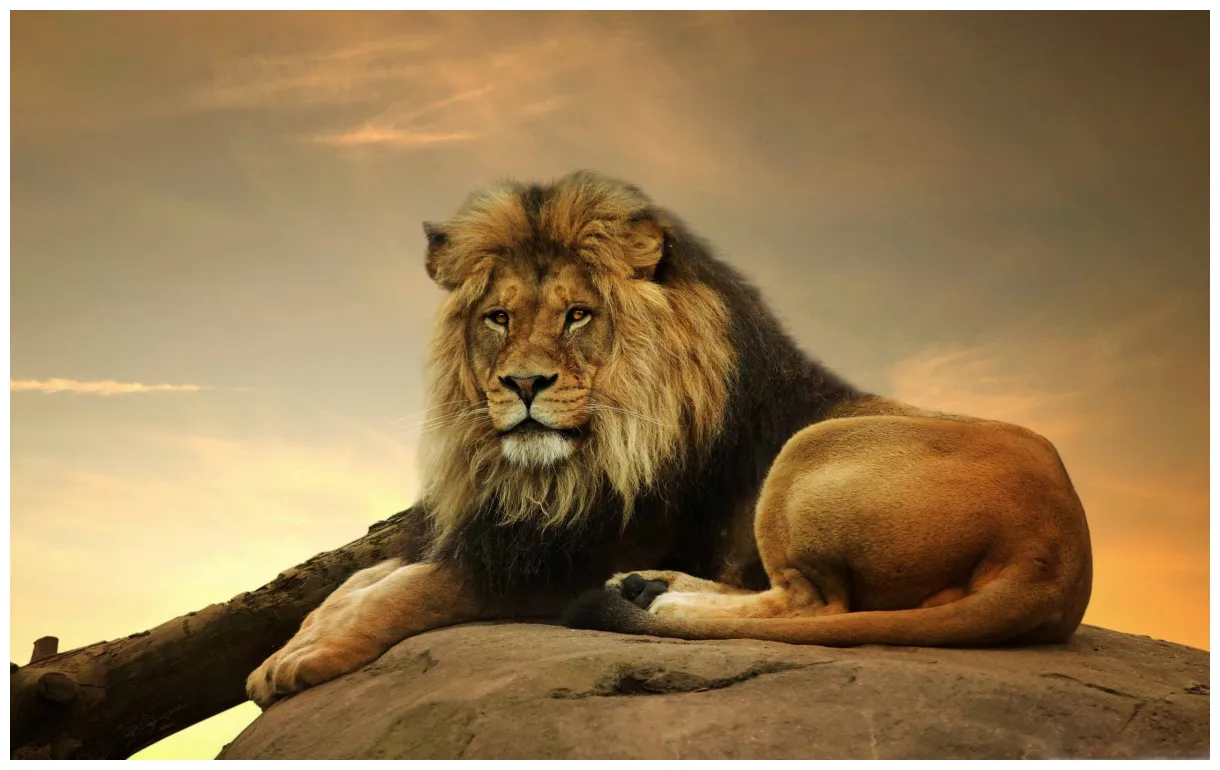 Lion pc kolpaper awesome free s