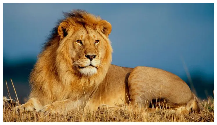 Lion blank template imgflip printable coloring page