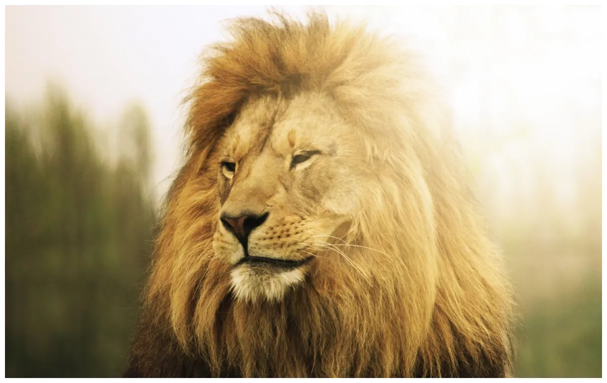 Animals, lion, wildlife, sunlight s / and mobile