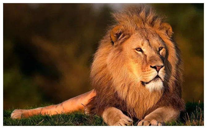 Le lion, roi de la savane. qui est-il ? où vit-il ? comment vit-il