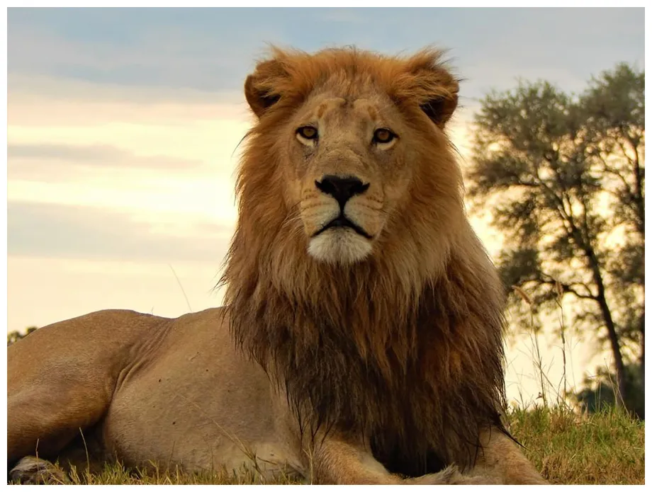 The #lionworldtales /video of the year 2019/2020