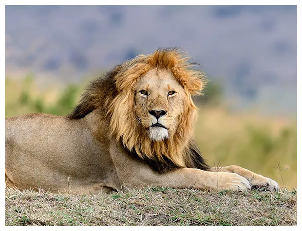 Results your stress personality is a lion essence health ann