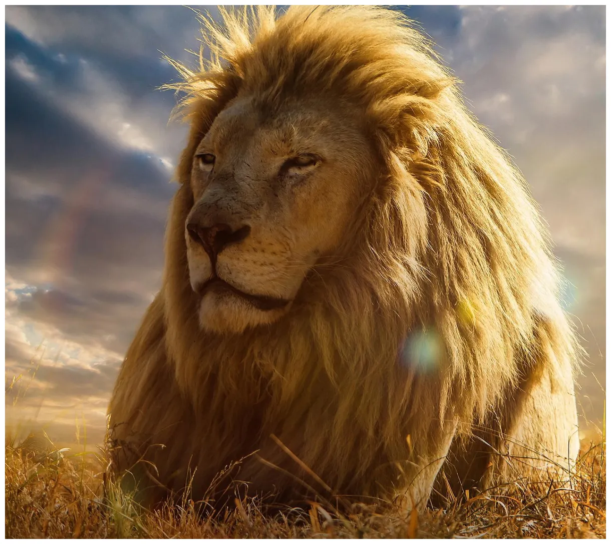 Animals, happy, lion s / and mobile s