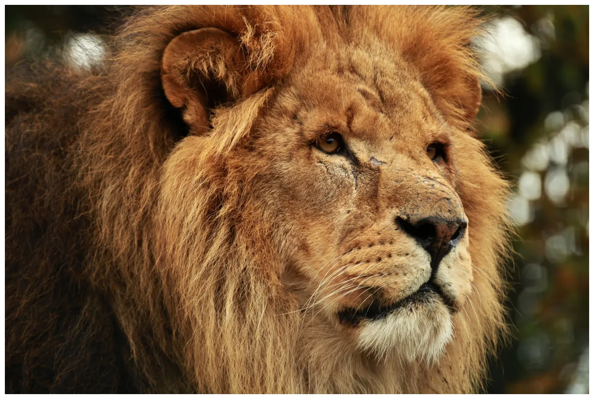 Lion, glance, snout, animals s / and mobile s