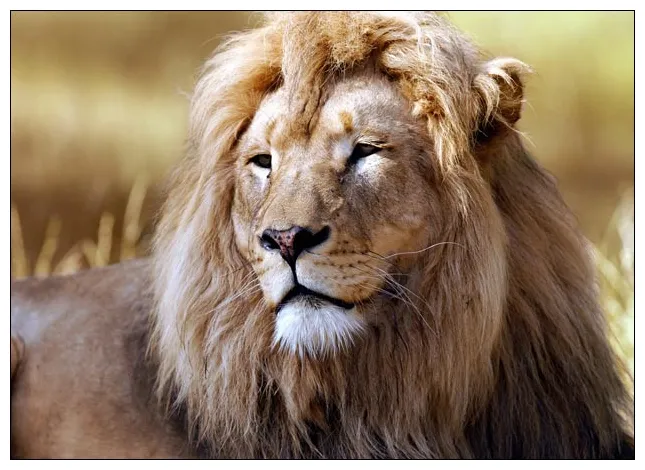 Online s shop lion pictures, s & for