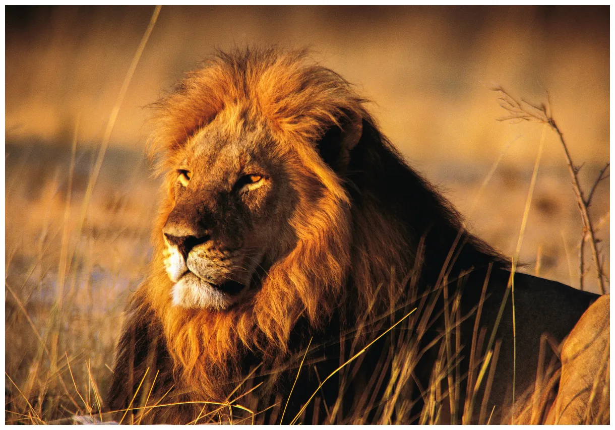 Male lion faces ·① tag