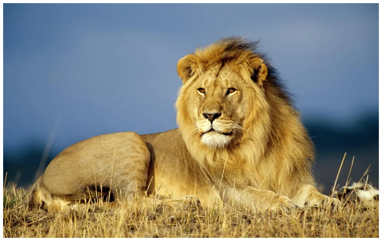 Big lion s top free big lion s access