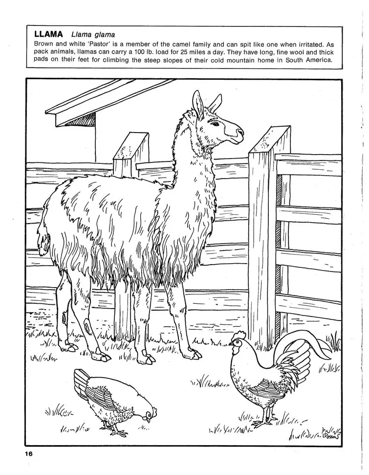Llama coloring page coloring pages, color, humanoid sketch