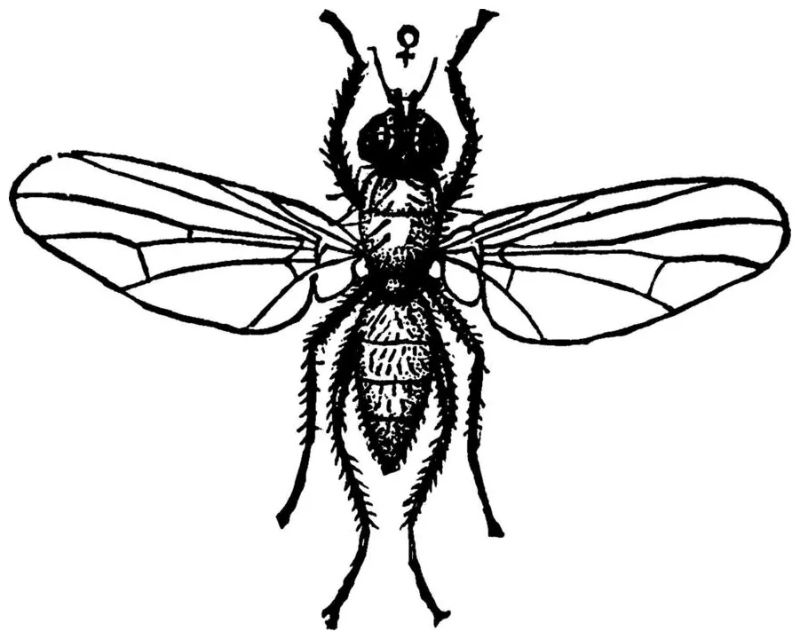 Maggot vector art, icons, and graphics for