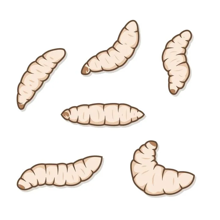 Maggot vector art, icons, and graphics for
