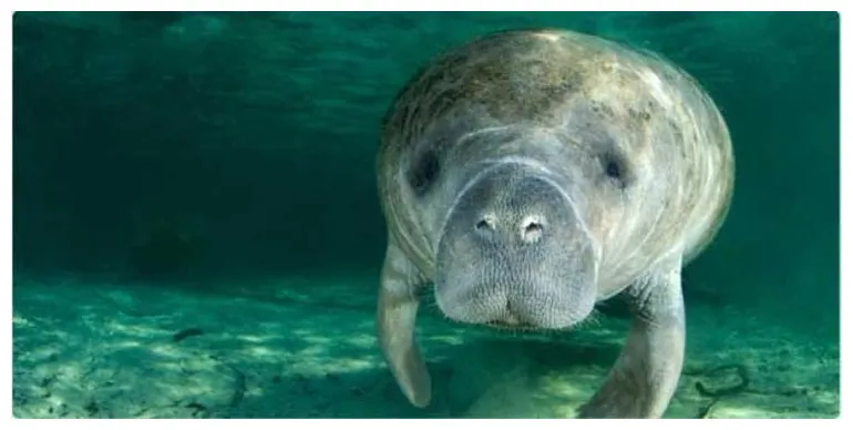 Manatee - Alchetron, The Free Social Encyclopedia
