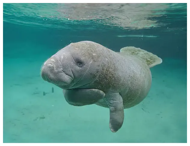 Manatee Pictures | Download Free Images on Unsplash