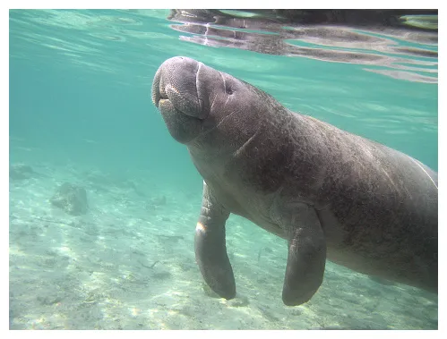 Manatee Pictures | Download Free Images on Unsplash