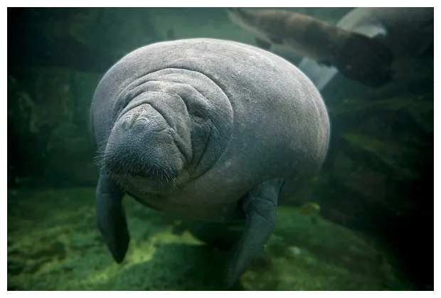 82 Adult Manatee Images, Stock Photos, 3D objects, & Vectors | Shutterstock