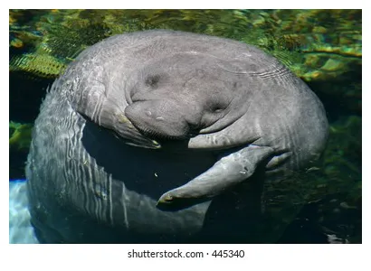 Manatee Stock Photo 445340 | Shutterstock