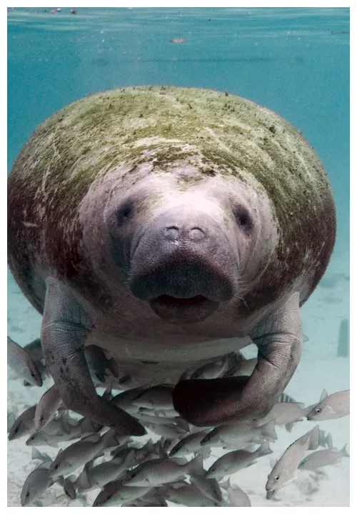 Manatee (Trichechus manatus) | U.S. Fish & Wildlife Service