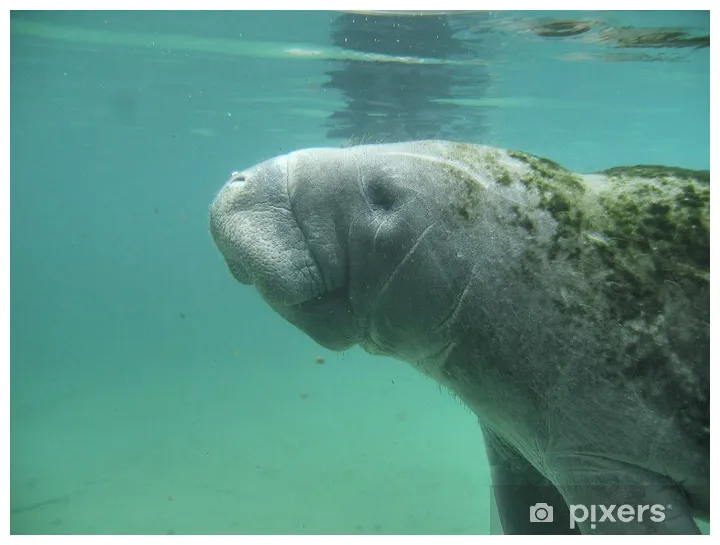 Wall Mural manatee - PIXERS.US