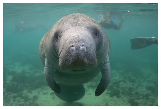 Manatee Pictures | Download Free Images on Unsplash