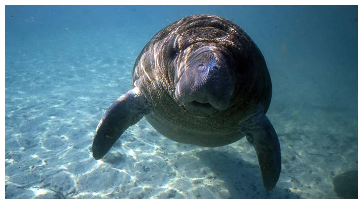 The florida manatee sol y mar magazine