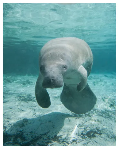 Manatee pictures download free s on unsplash