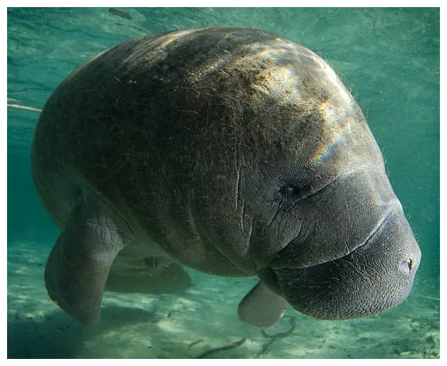 Florida manatee s s, pictures & royalty-free s