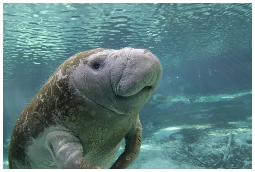 Kayaking with manatees kayak with a manatee