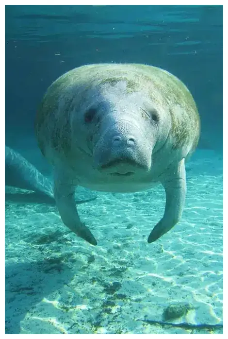 Manatee facts and information