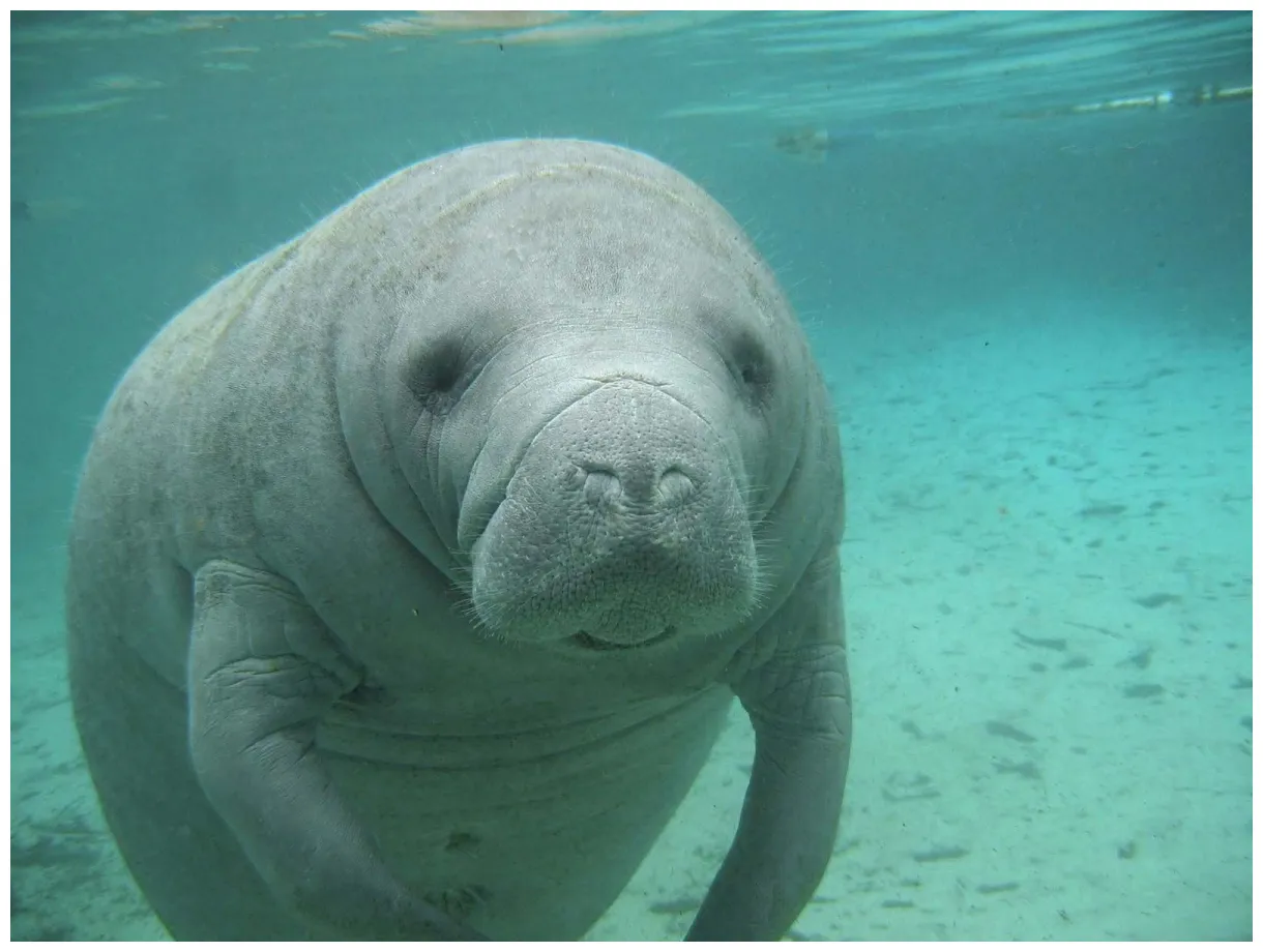 Manatee kids britannica kids homework help