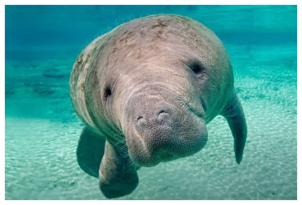 Manatee s top free manatee s access printable coloring page