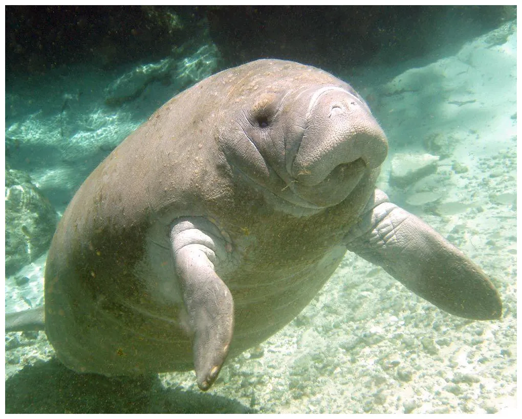 Baby manatee s top free baby manatee s