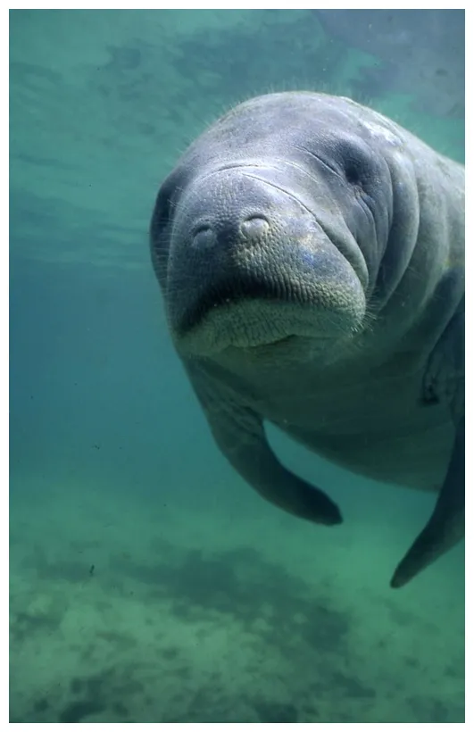 Manatee mustache