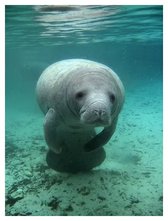 Facts about manatees