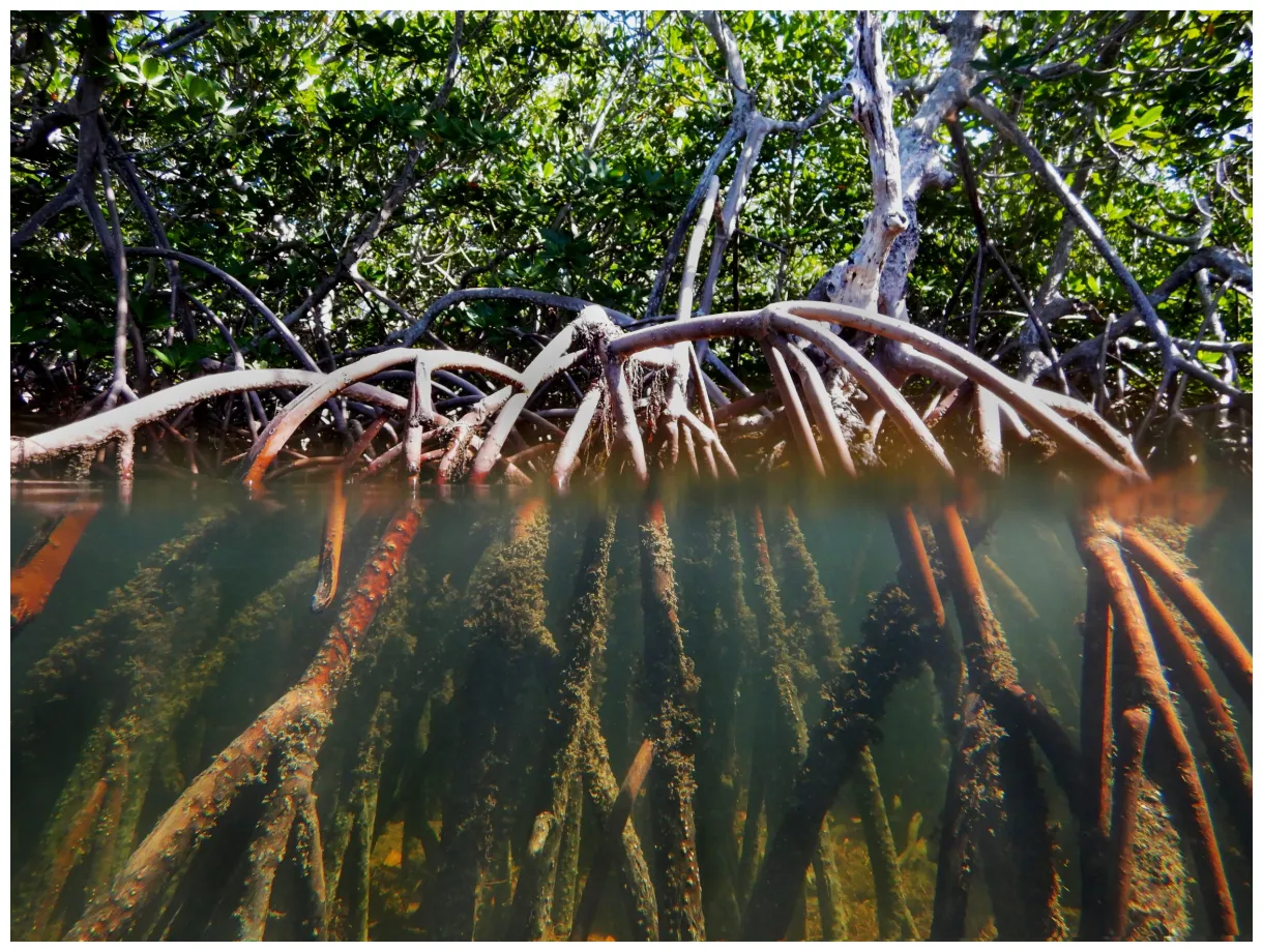 Mangrove forests 101 national marine sanctuary foundation