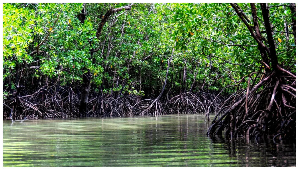 Mangrove ecosystem everything you need to know about in 2021