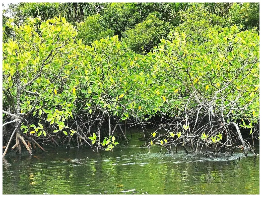 Mangrove world a game about mangroves reforestation and conservation